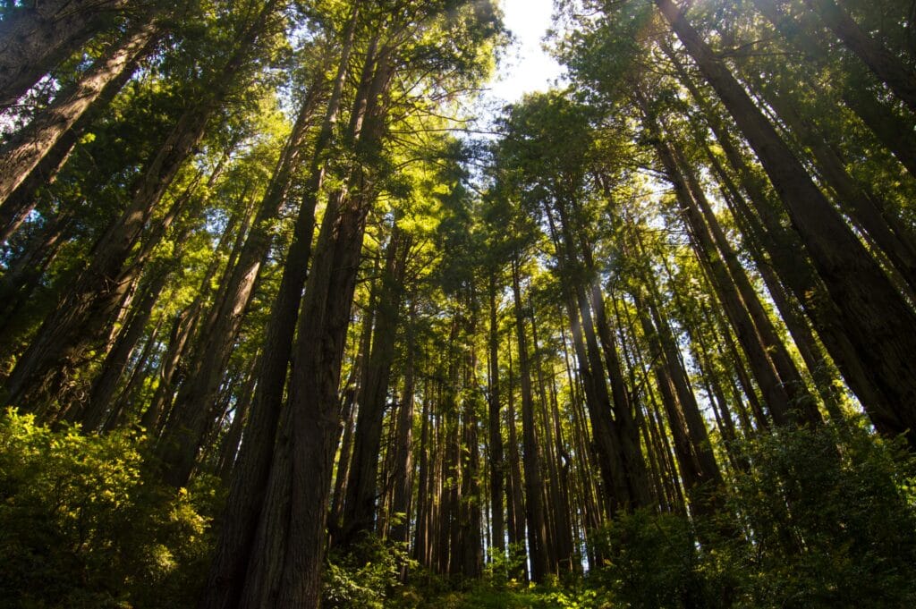 Towering redwood trees in California are seen in this undated photo from Pexels.com